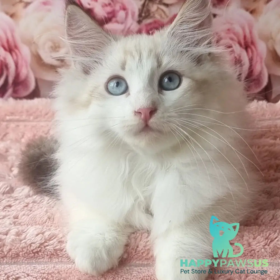 Artur Siberian male black tabby pointed with white - live animals