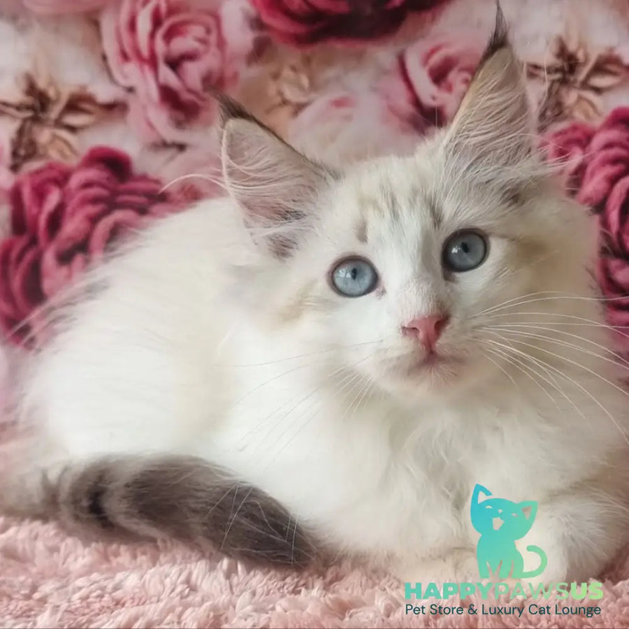 Artur Siberian male black tabby pointed with white - live animals