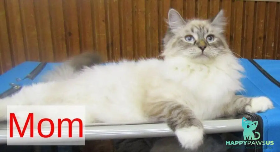 Artur Siberian male black tabby pointed with white - live animals