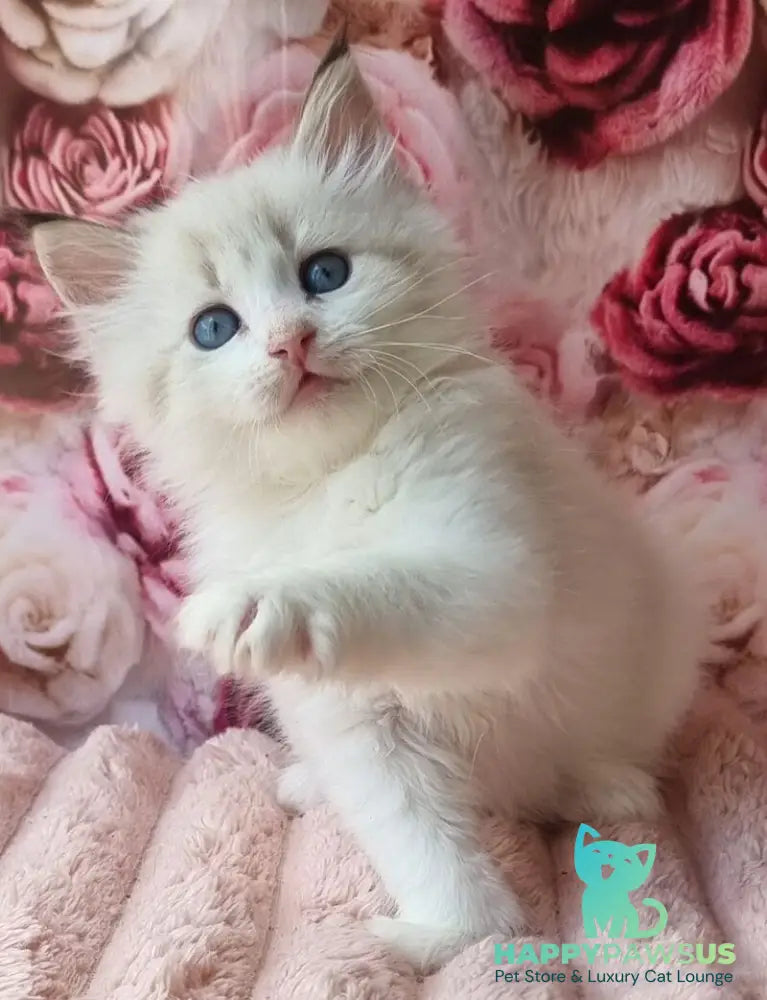 Artur Siberian male black tabby pointed with white - live animals