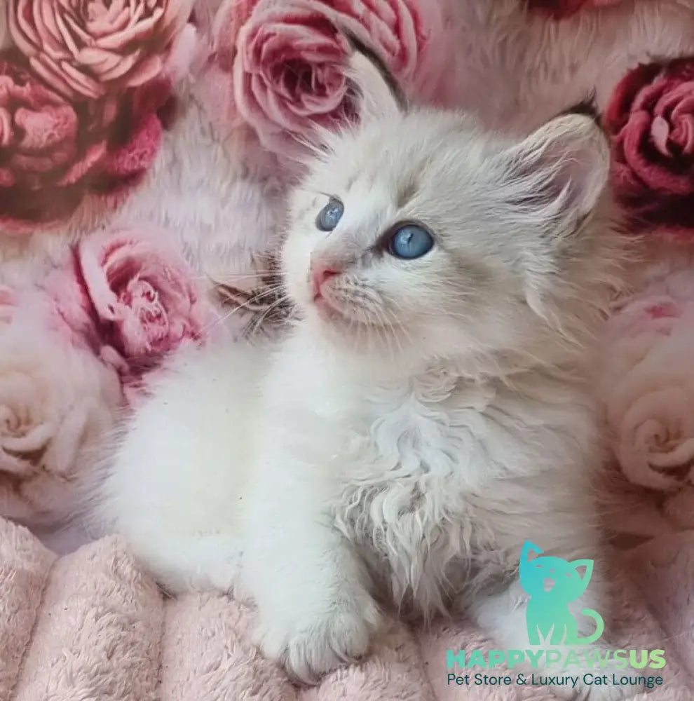 Artur Siberian male black tabby pointed with white - live animals