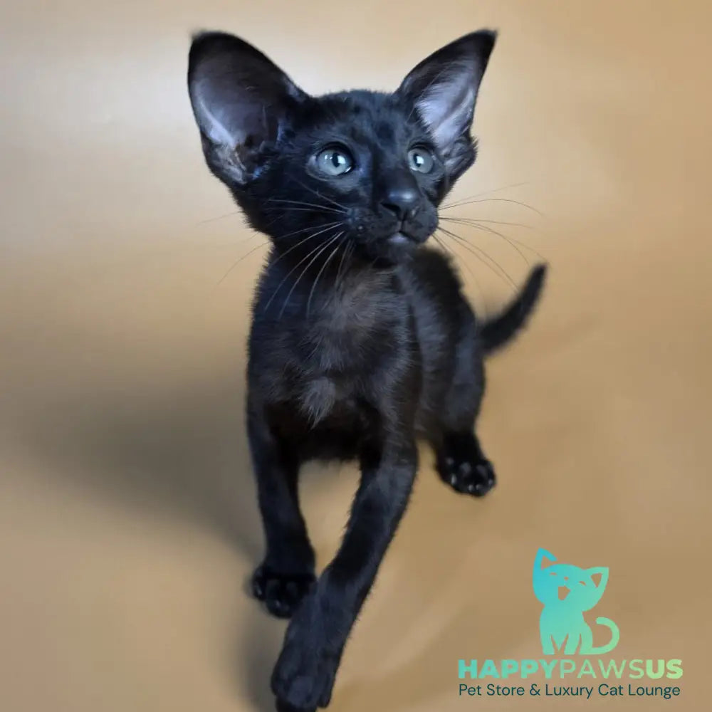 Arya Oriental Shorthair female black - live animals