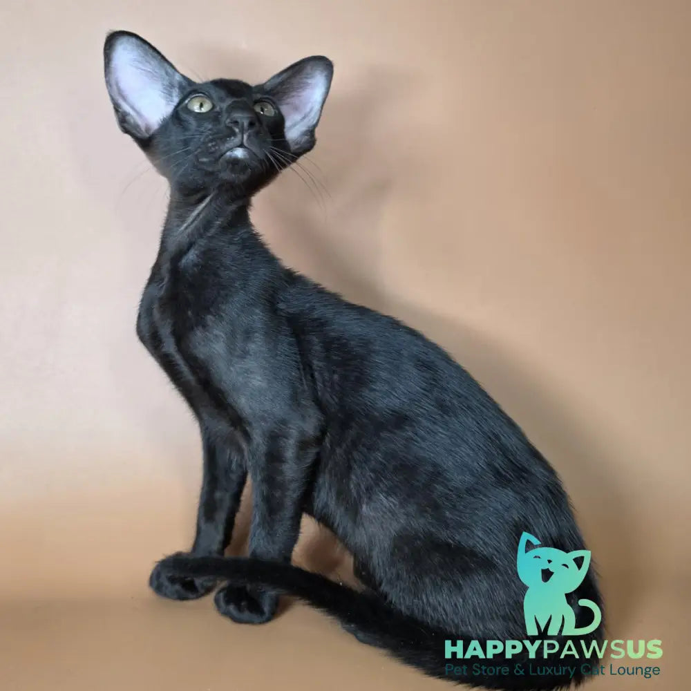 Arya Oriental Shorthair female black - live animals