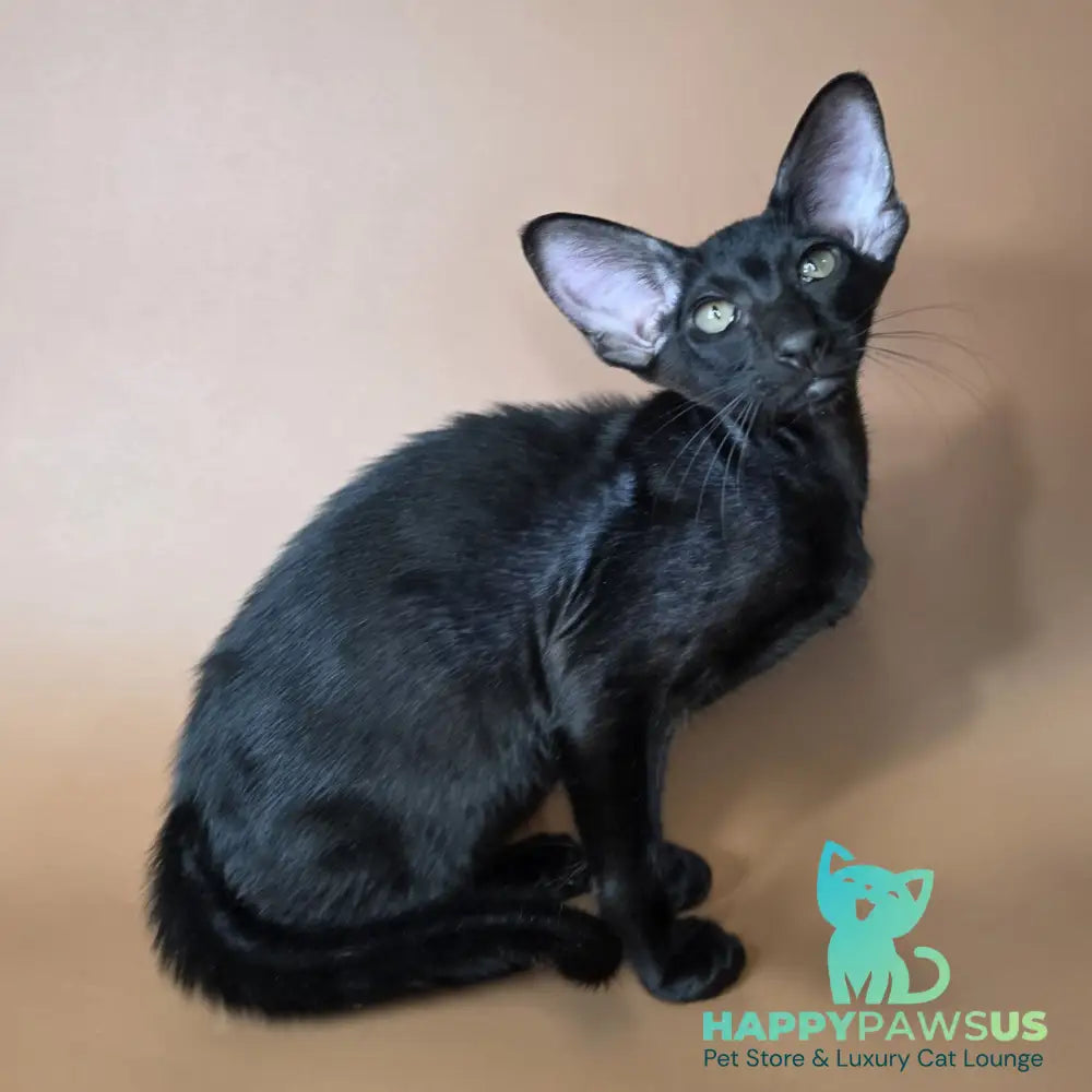 Arya Oriental Shorthair female black - live animals