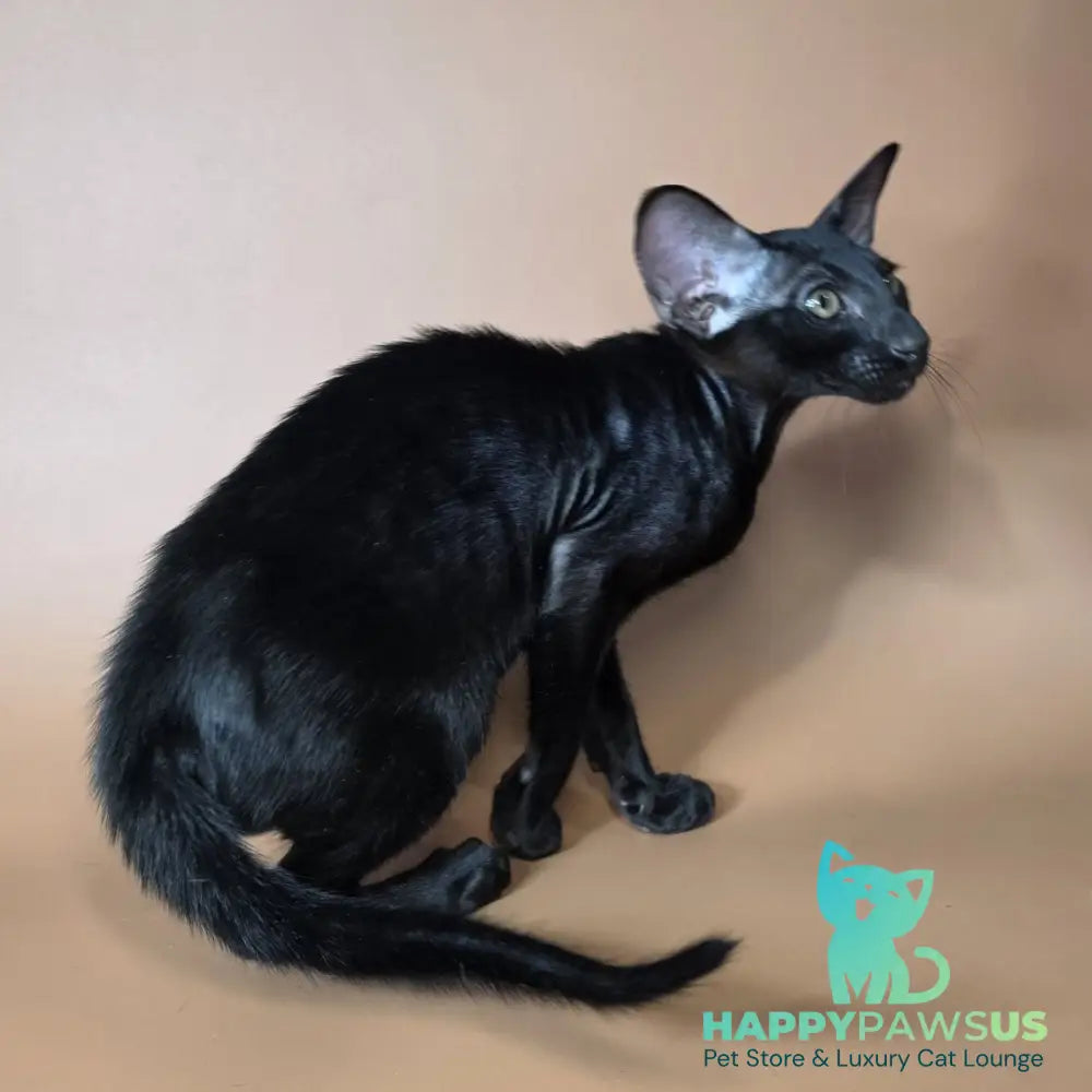 Arya Oriental Shorthair female black - live animals
