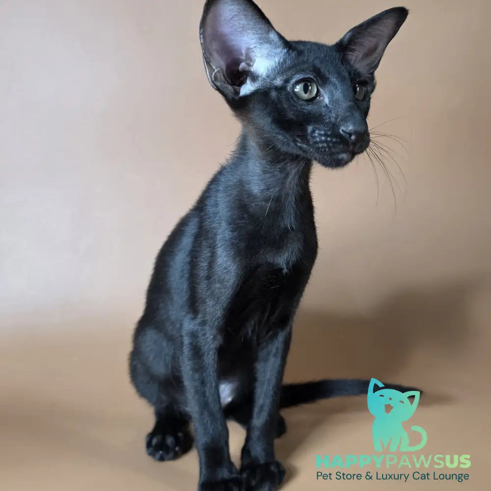 Arya Oriental Shorthair female black - live animals