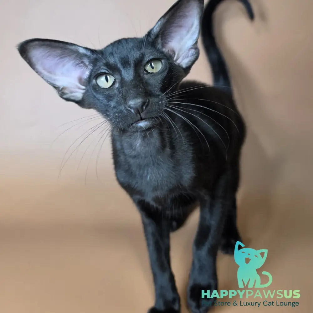 Arya Oriental Shorthair female black - live animals