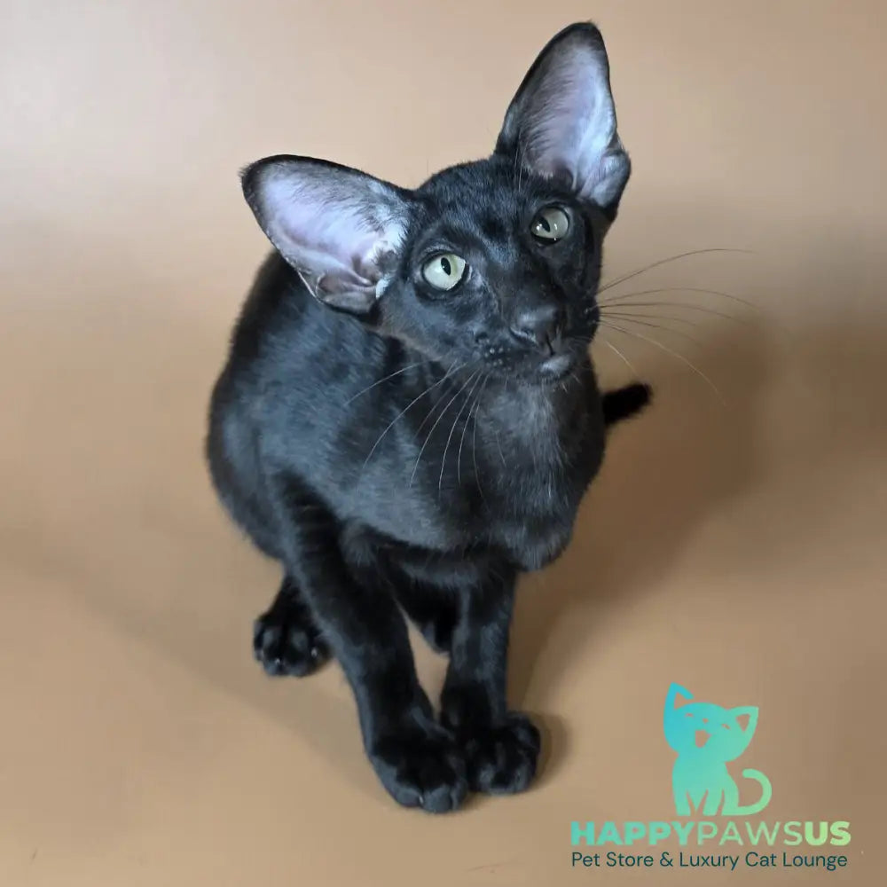Arya Oriental Shorthair female black - live animals