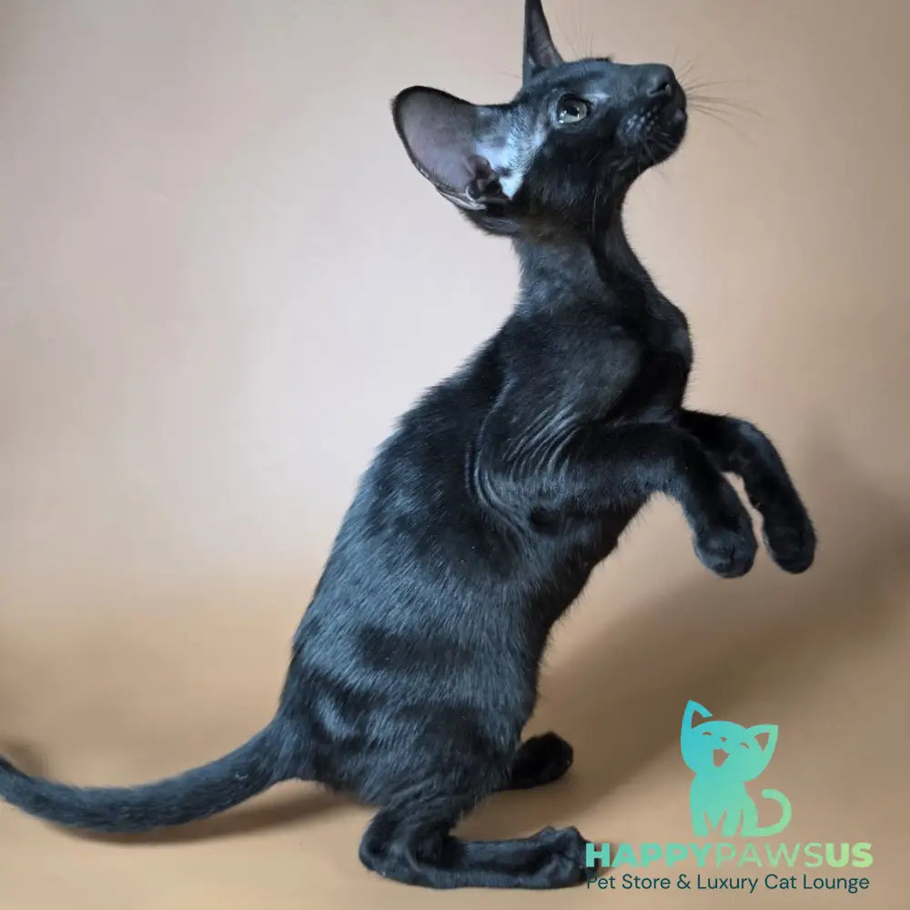 Arya Oriental Shorthair female black - live animals