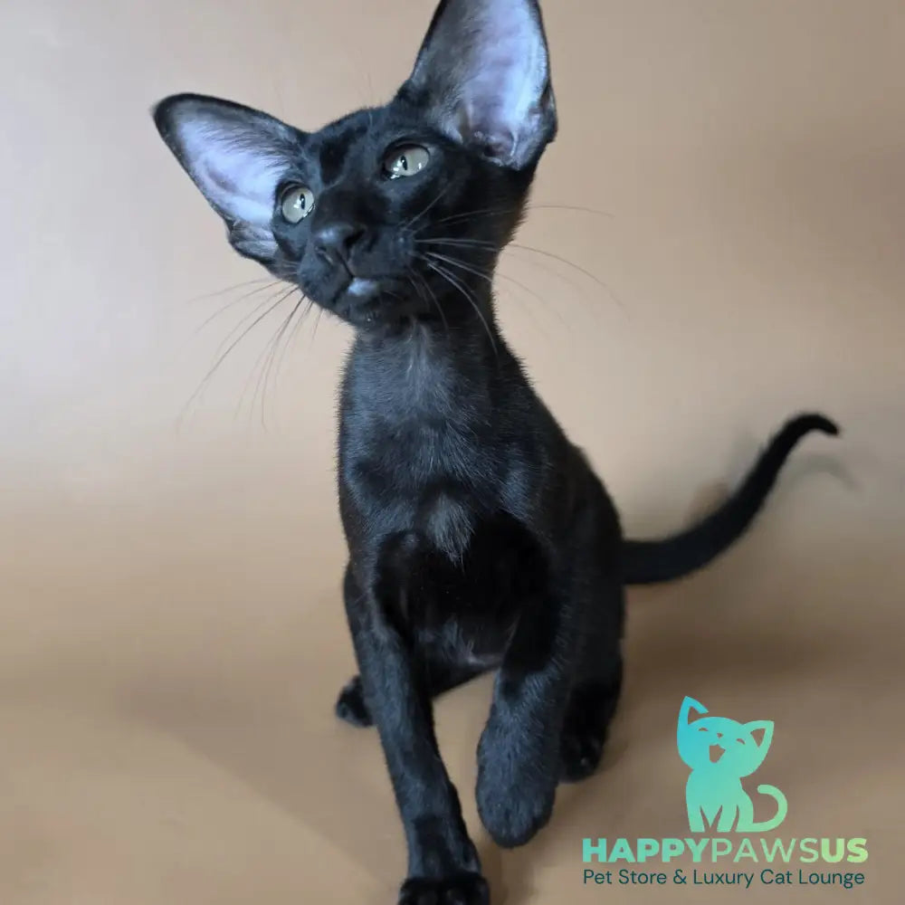 Arya Oriental Shorthair female black - live animals