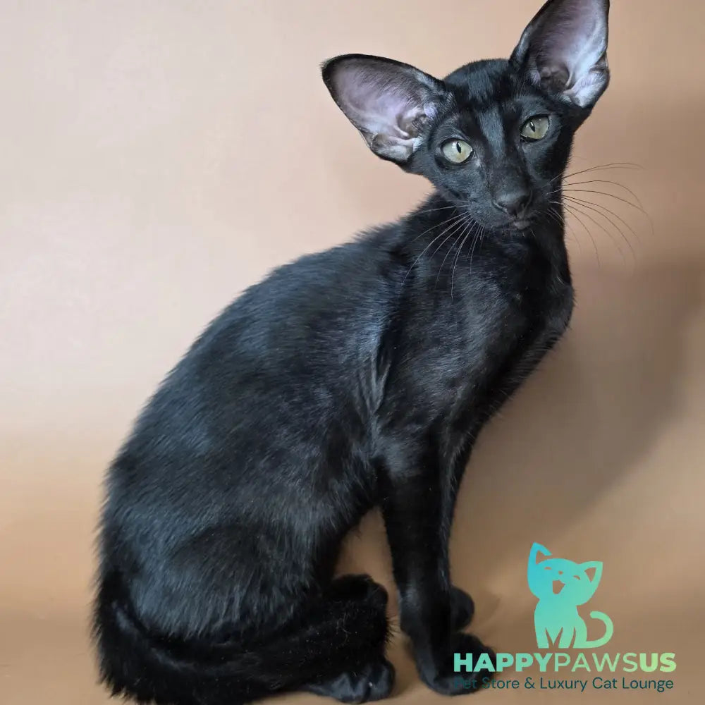 Arya Oriental Shorthair female black - live animals