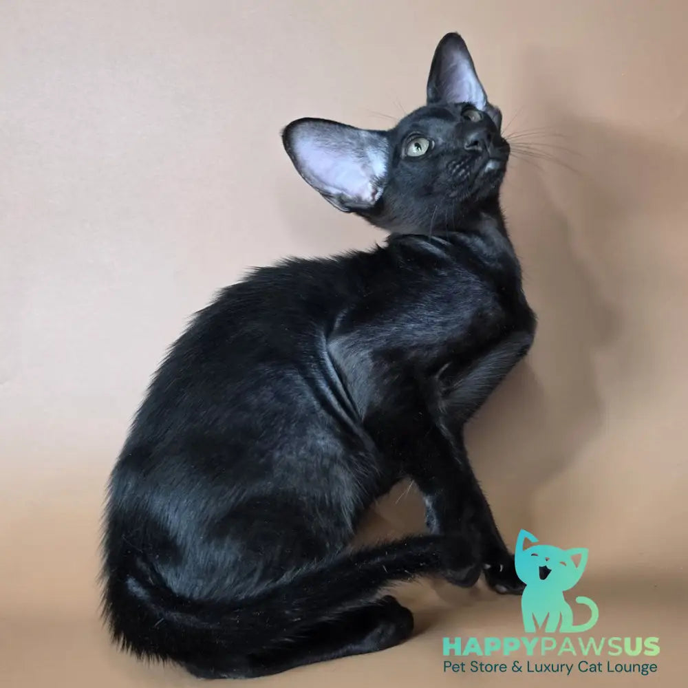 Arya Oriental Shorthair female black - live animals