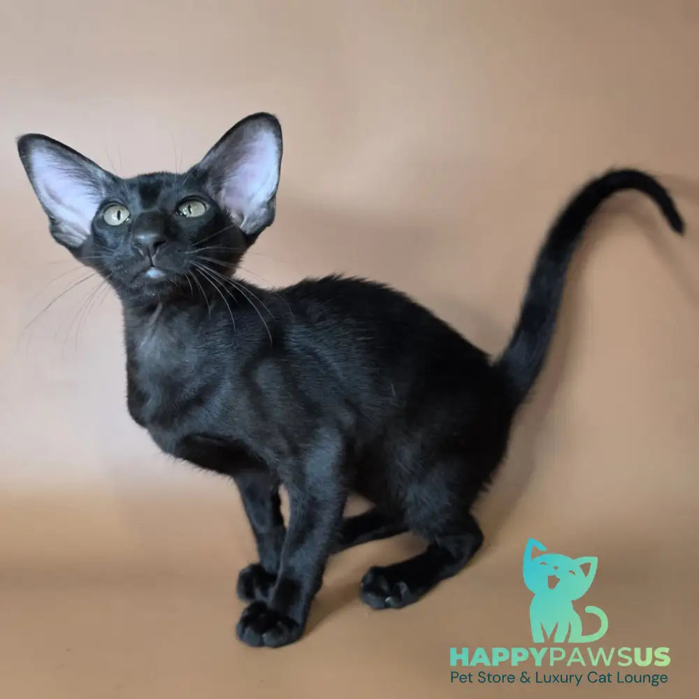 Arya Oriental Shorthair female black - live animals