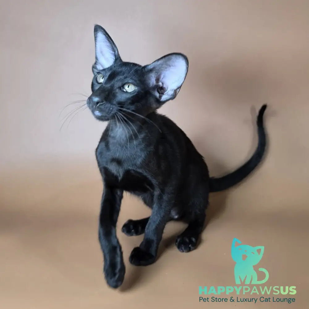 Arya Oriental Shorthair female black - live animals