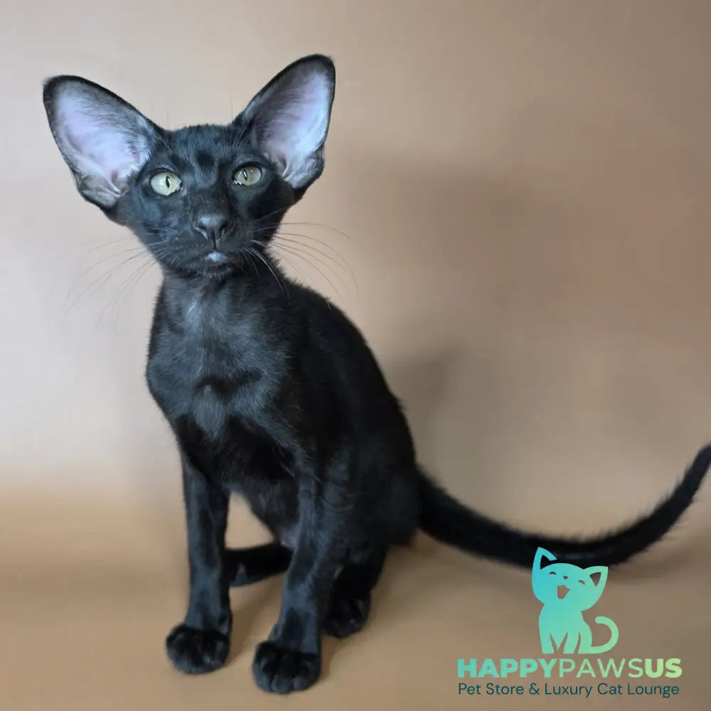 Arya Oriental Shorthair female black - live animals