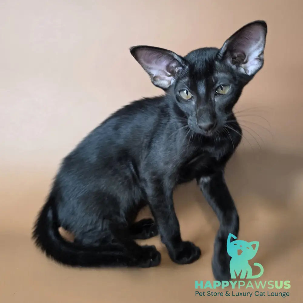 Arya Oriental Shorthair female black - live animals