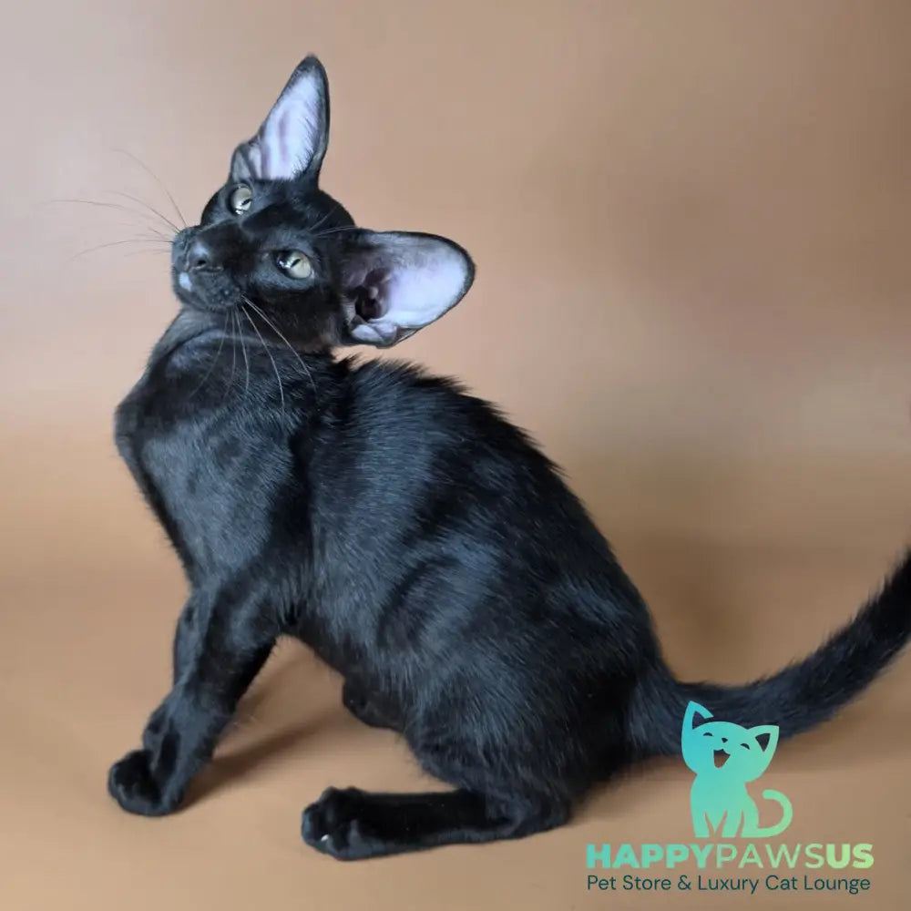 Arya Oriental Shorthair female black - live animals