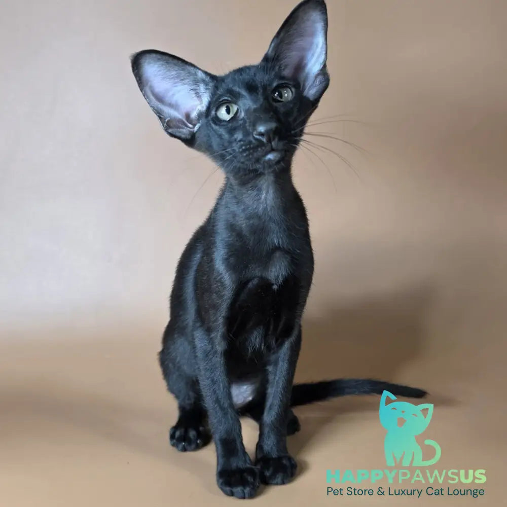 Arya Oriental Shorthair female black - live animals