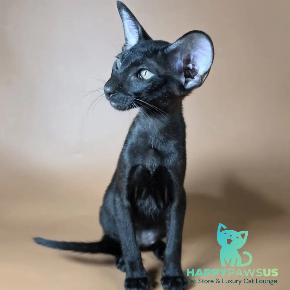 Arya Oriental Shorthair female black - live animals