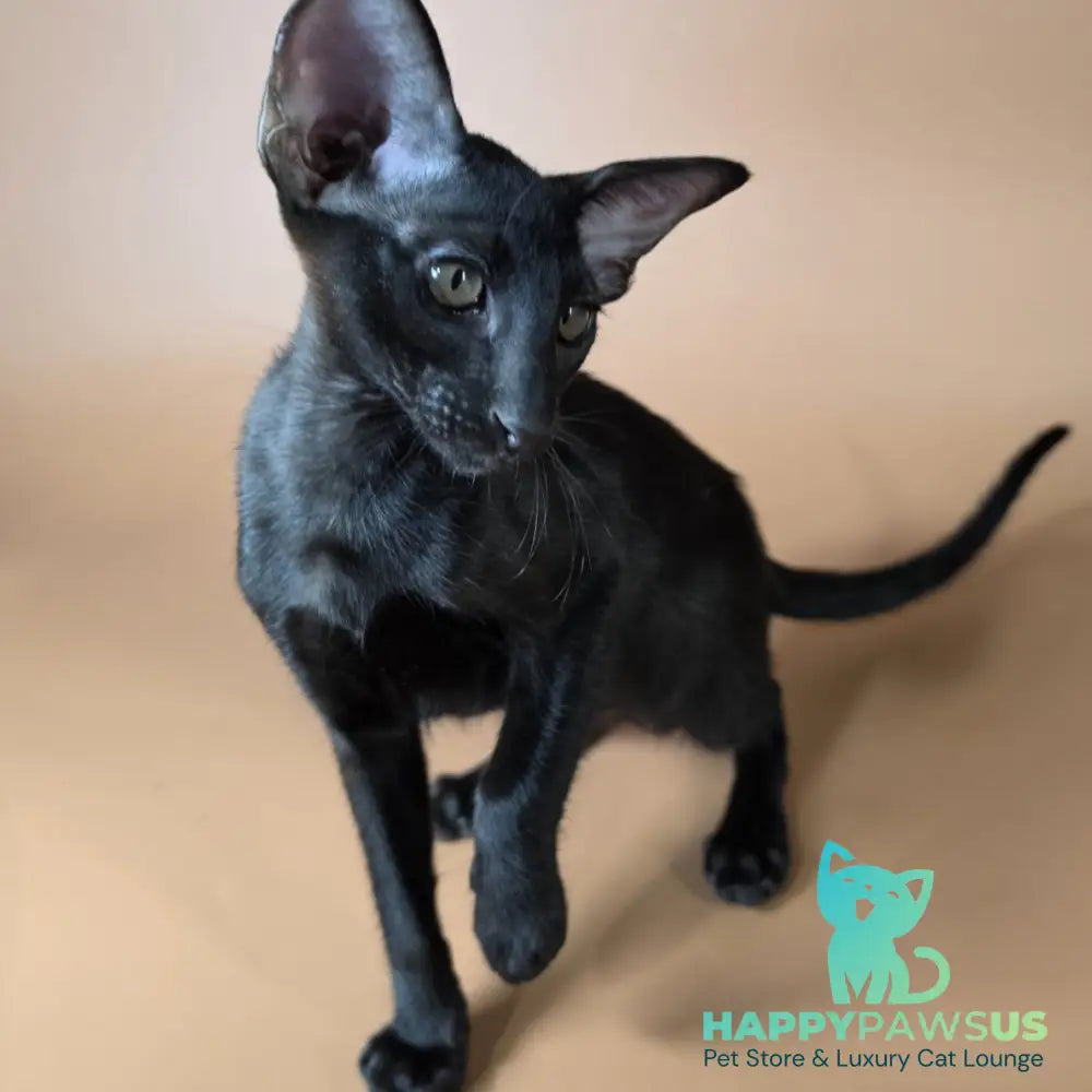 Arya Oriental Shorthair female black - live animals
