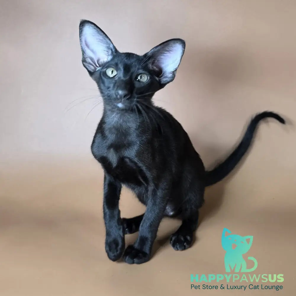 Arya Oriental Shorthair female black - live animals