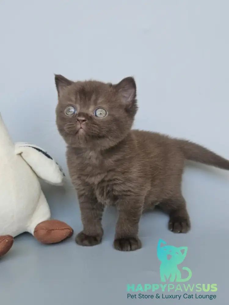 Ash British Shorthair female chocolate - live animals