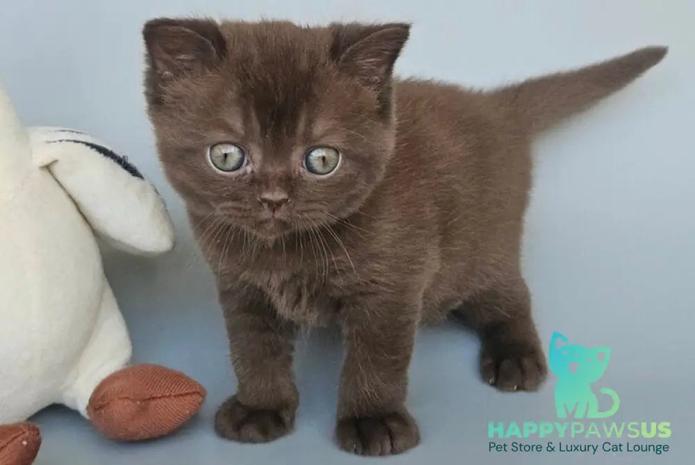 Ash British Shorthair female chocolate - live animals