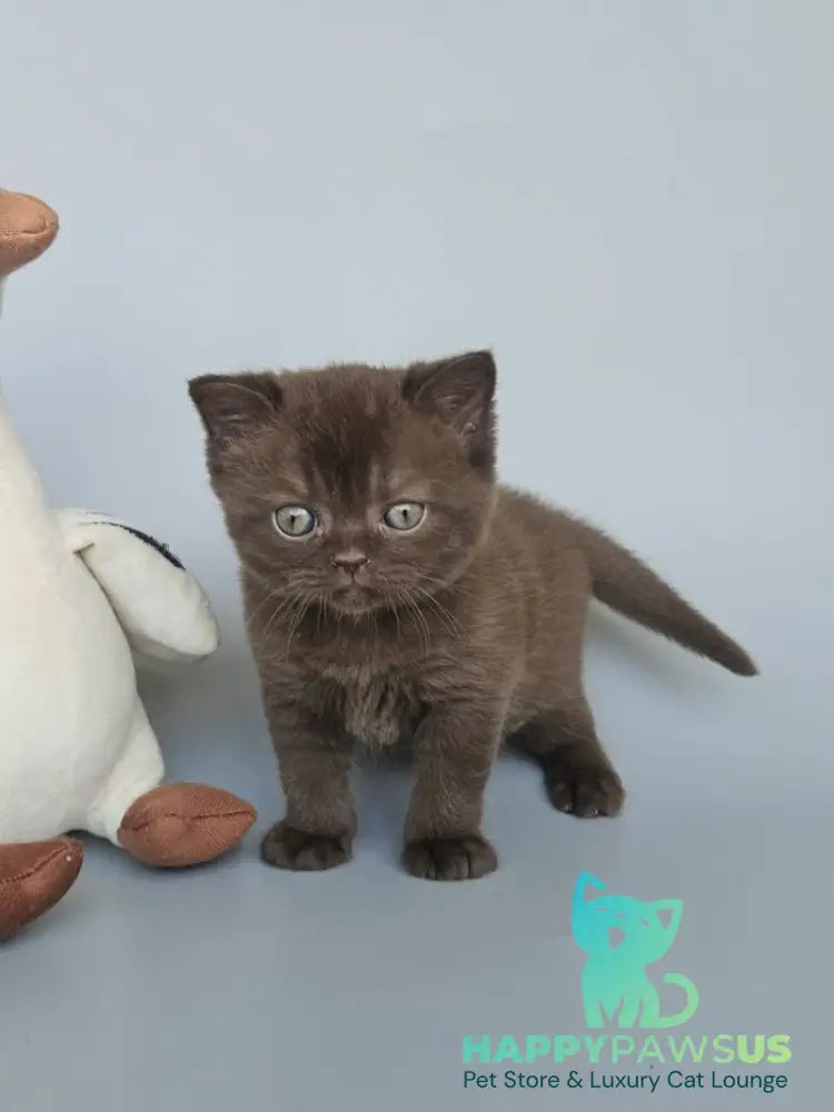 Ash British Shorthair female chocolate - live animals