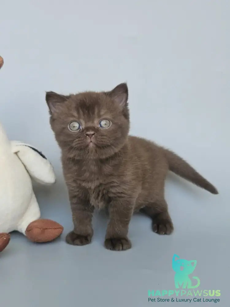 Ash British Shorthair female chocolate - live animals