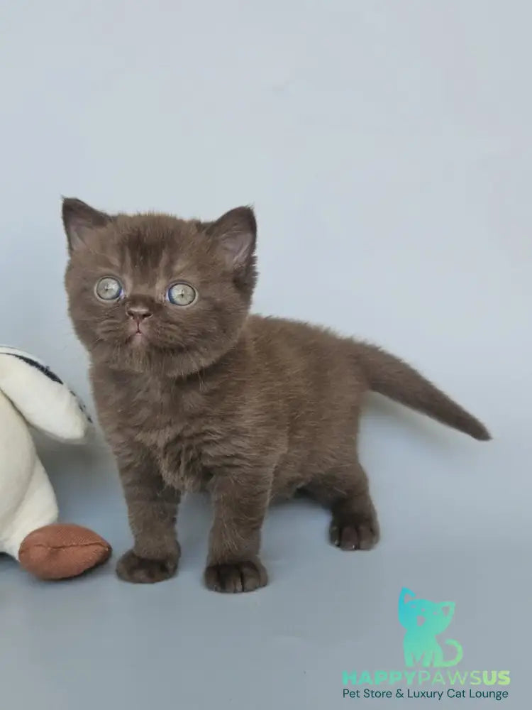 Ash British Shorthair female chocolate - live animals