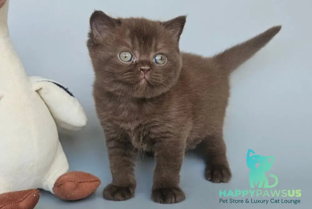 Ash British Shorthair female chocolate - live animals