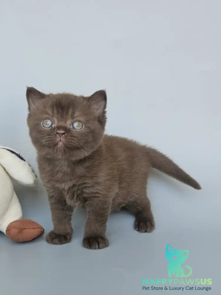 Ash British Shorthair female chocolate - live animals