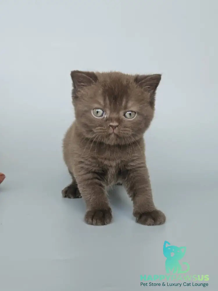 Ash British Shorthair female chocolate - live animals
