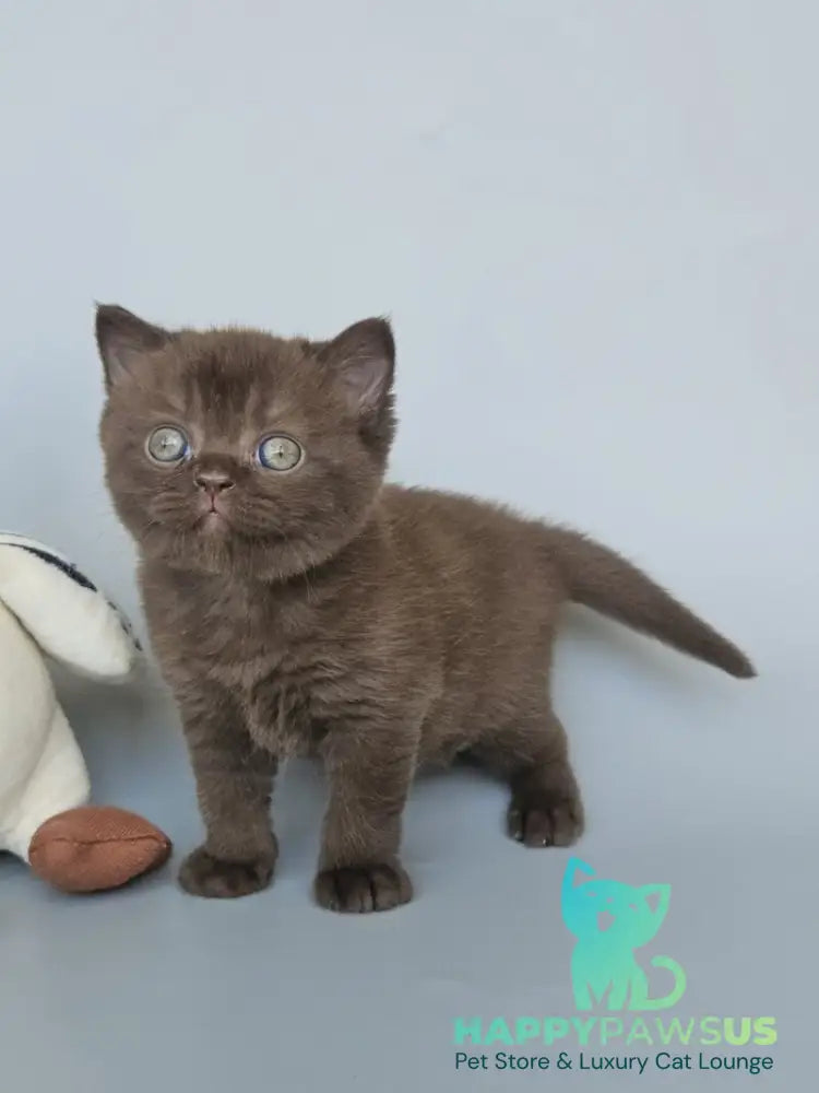 Ash British Shorthair female chocolate - live animals