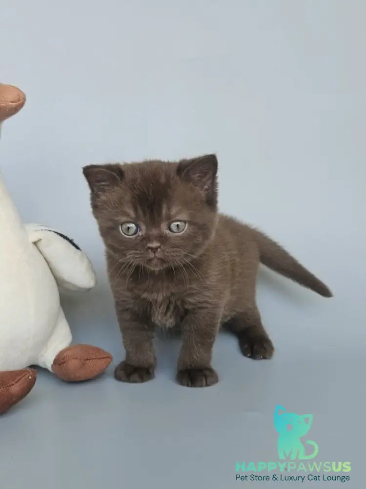 Ash British Shorthair female chocolate - live animals