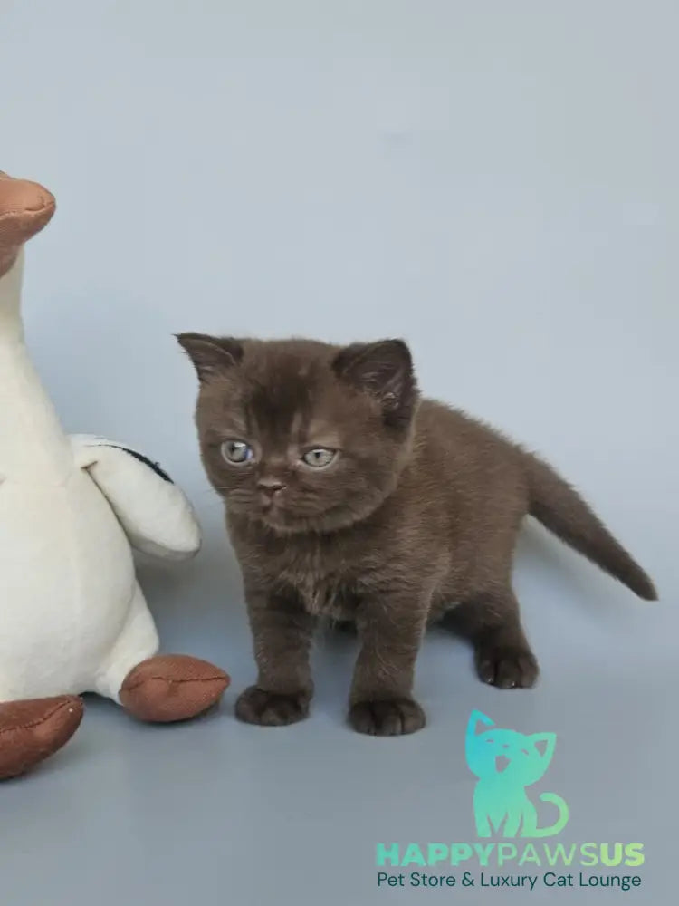 Ash British Shorthair female chocolate - live animals