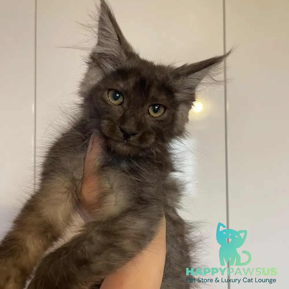 Ash Maine Coon male black silver - live animals