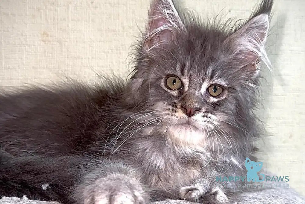 Ash Maine Coon male blue silver tabby live animals