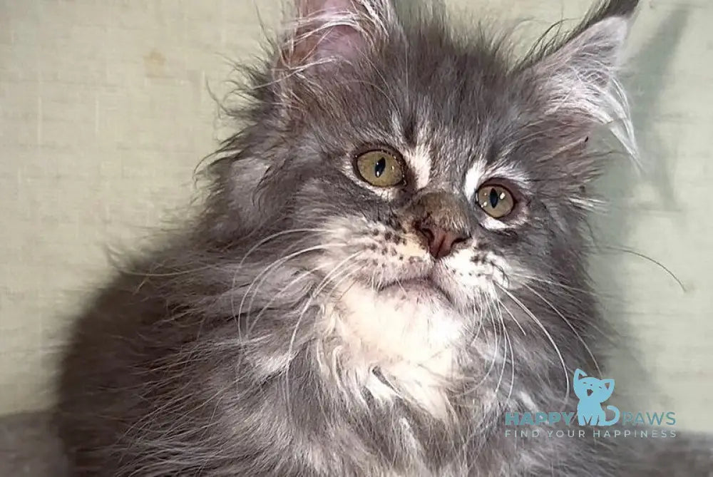Ash Maine Coon male blue silver tabby live animals