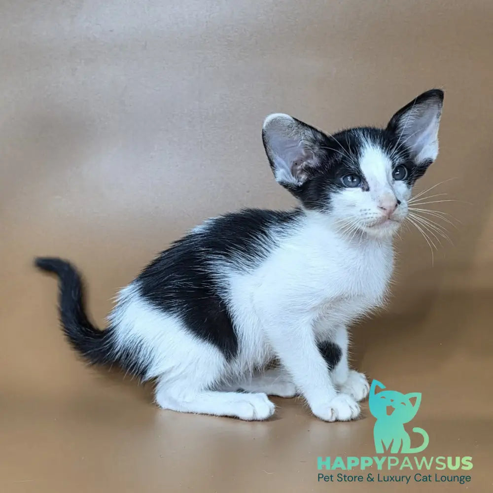 Asher Oriental Shorthair male black bicolour - live animals