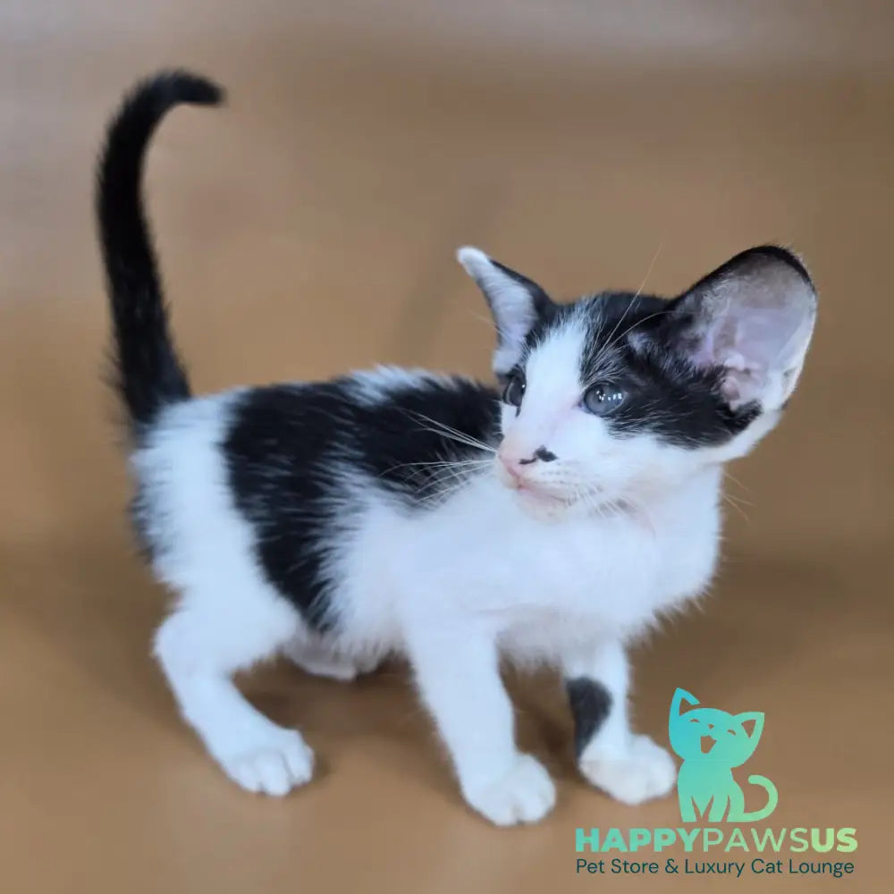 Asher Oriental Shorthair male black bicolour - live animals