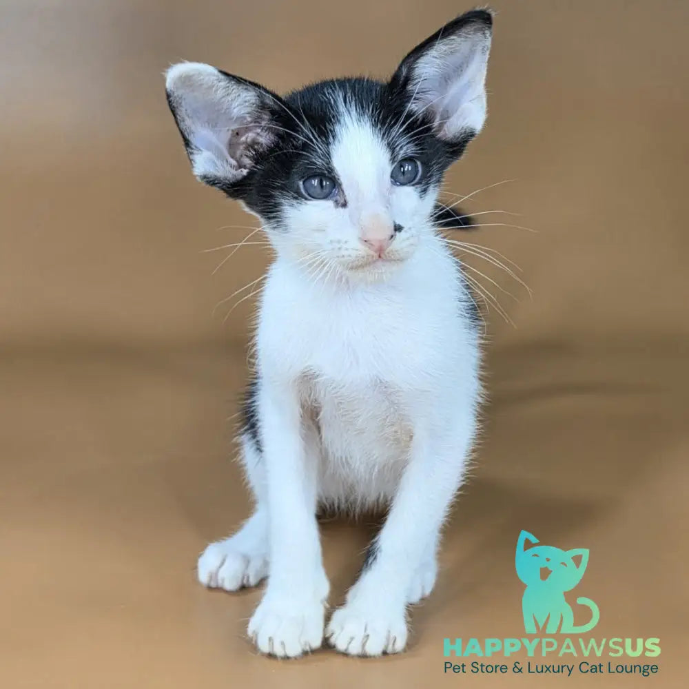 Asher Oriental Shorthair male black bicolour - live animals
