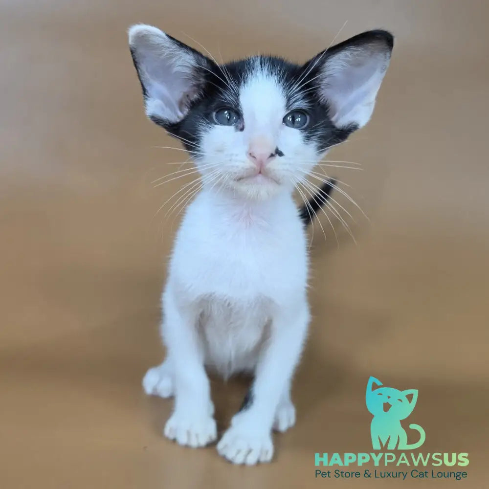 Asher Oriental Shorthair male black bicolour - live animals
