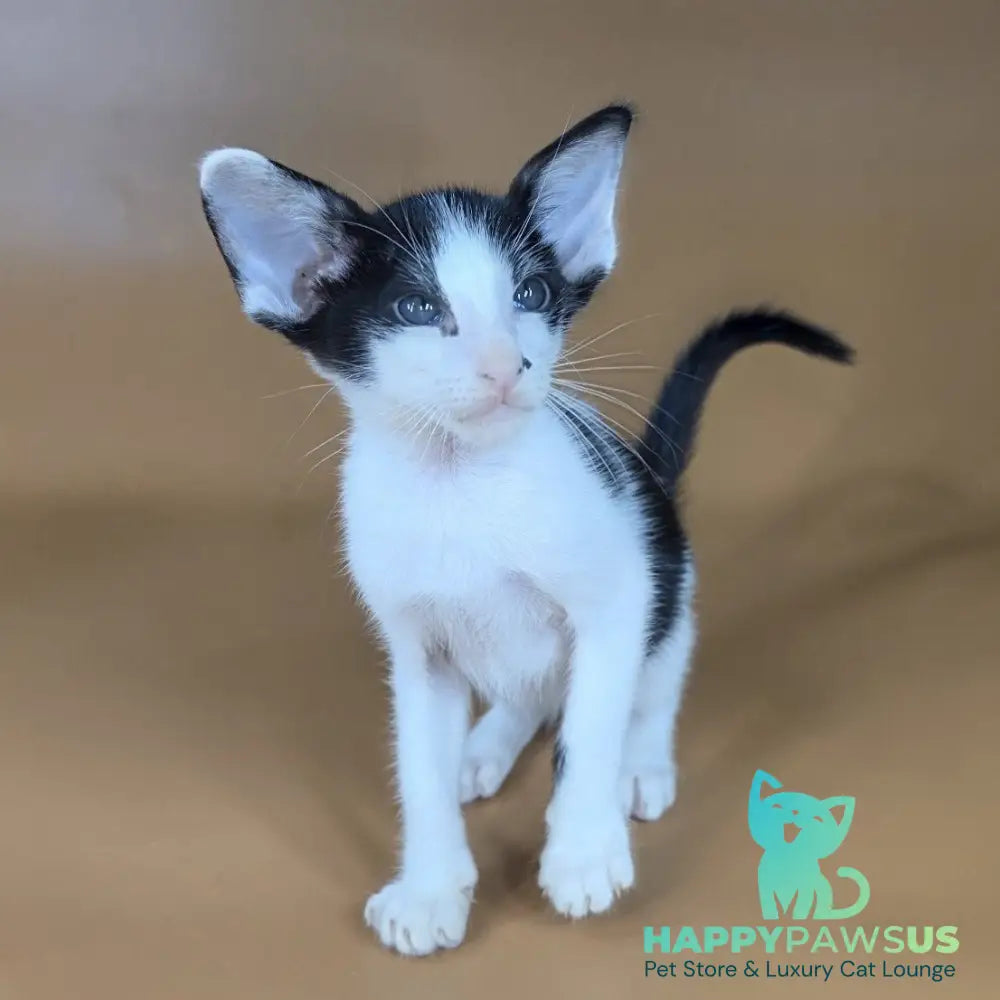 Asher Oriental Shorthair male black bicolour - live animals