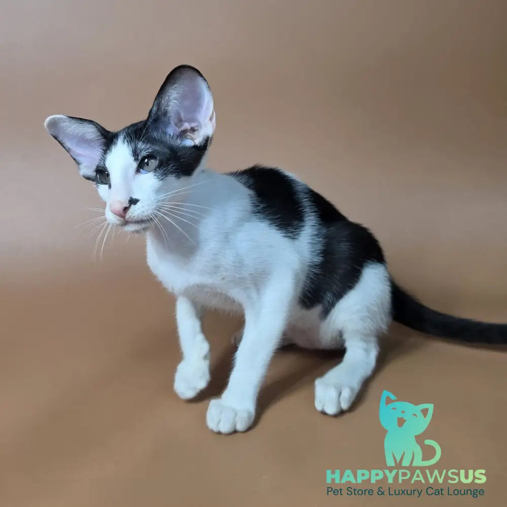 Asher Oriental Shorthair male black bicolour - live animals