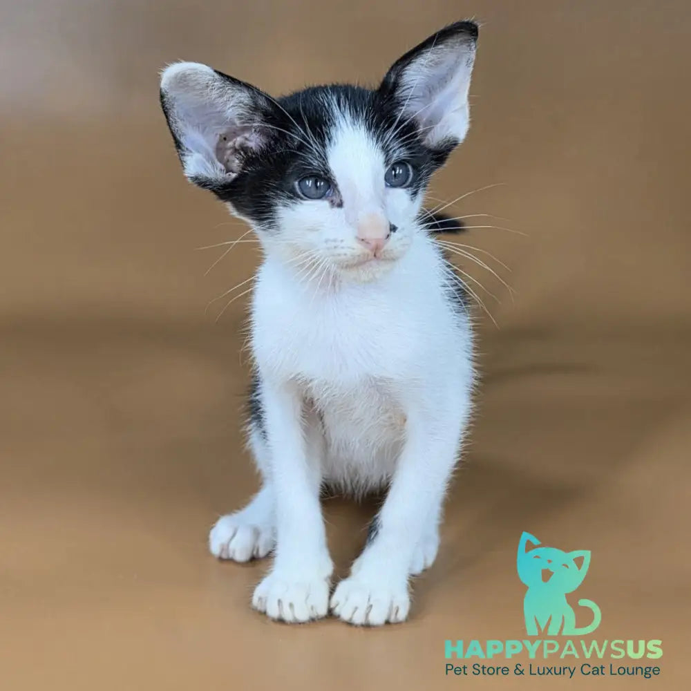 Asher Oriental Shorthair male black bicolour - live animals
