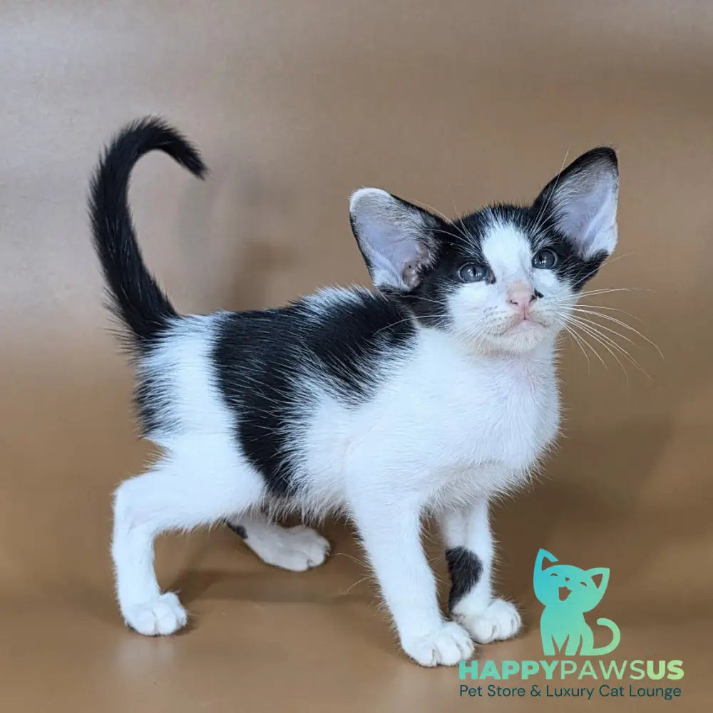 Asher Oriental Shorthair male black bicolour - live animals