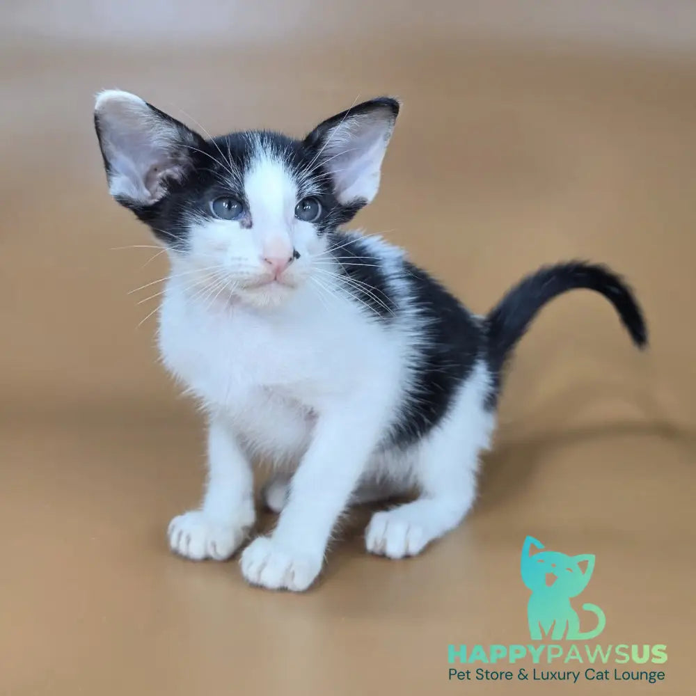 Asher Oriental Shorthair male black bicolour - live animals