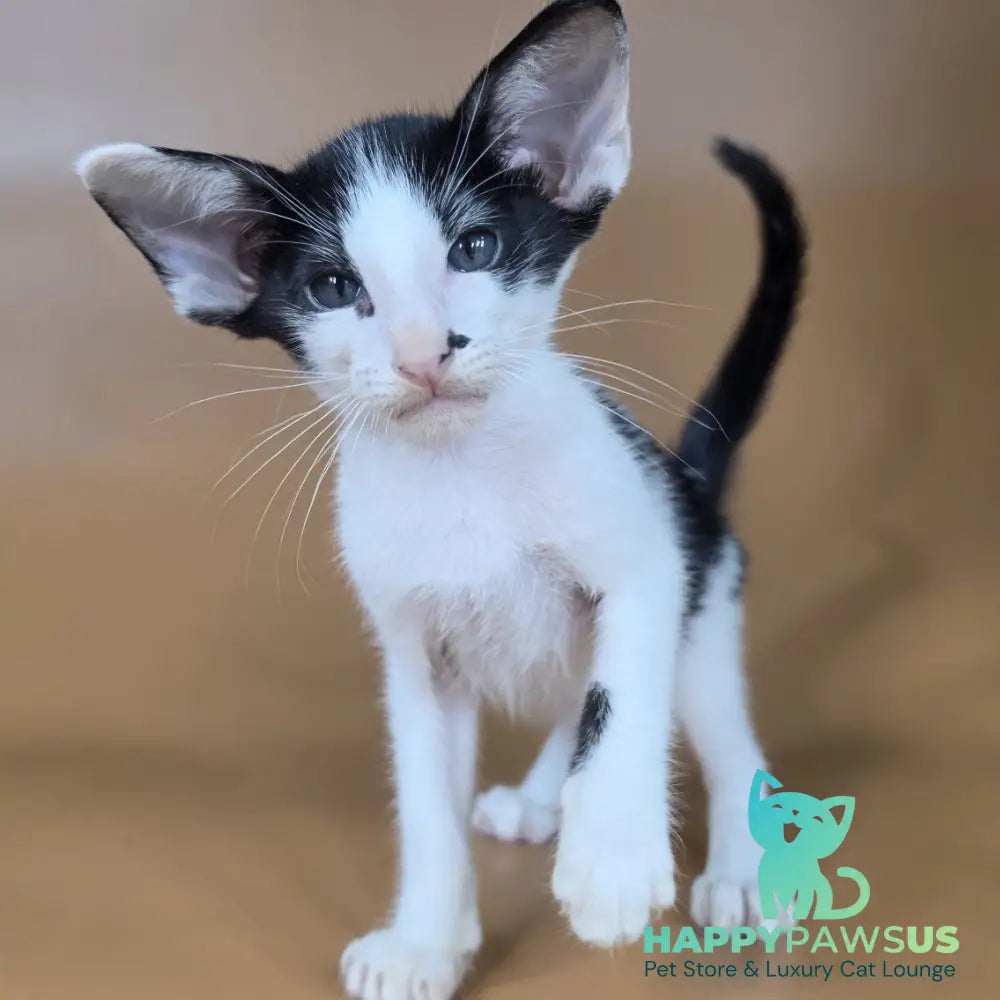 Asher Oriental Shorthair male black bicolour - live animals
