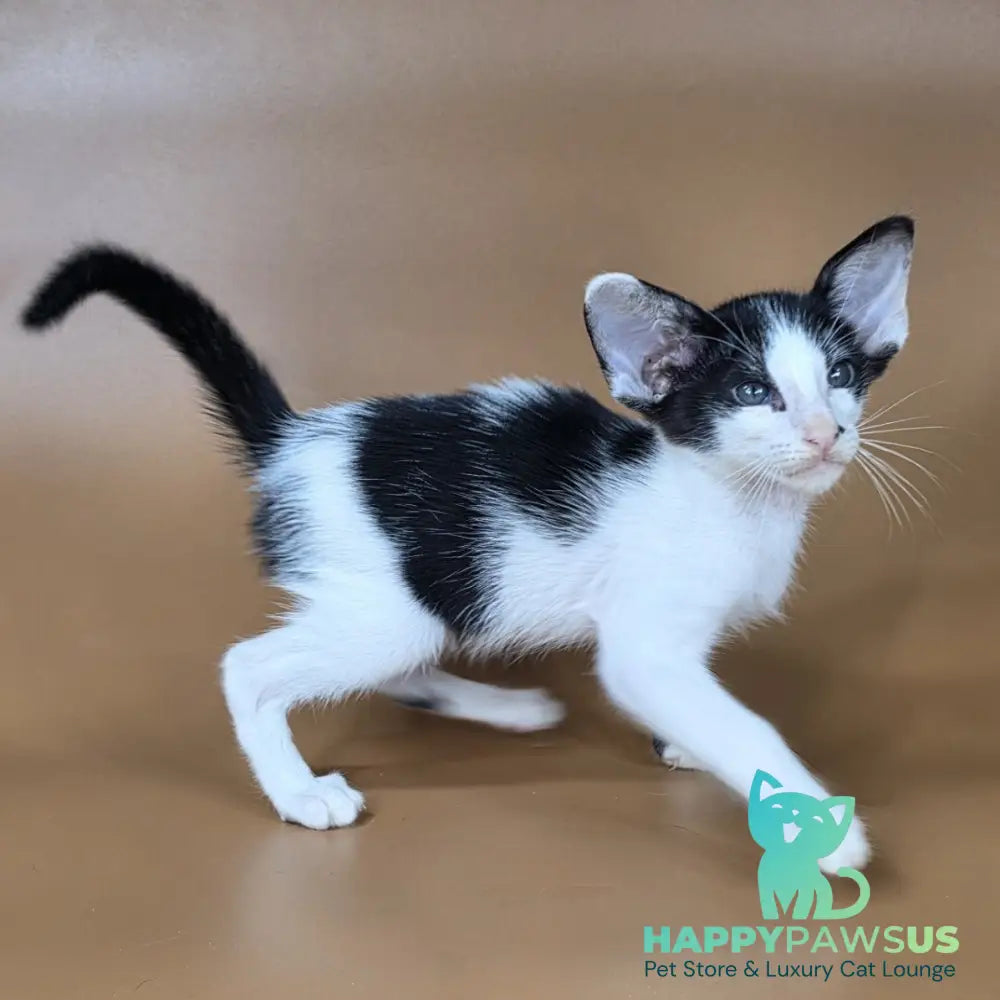Asher Oriental Shorthair male black bicolour - live animals